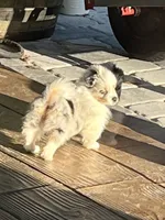 Greta, a female Pomeranian and Toy Australian Shepherd for sale in Sebring, FL – Photo 2 of 7