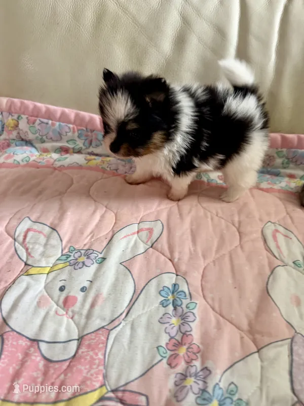Evie  – Pomeranian puppy for sale in Sebring, FL