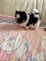 Evie , a female Pomeranian for sale in Sebring, FL – 1 of 5
