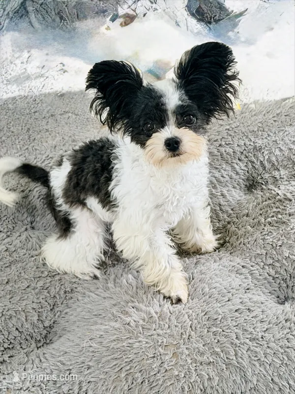 Mini  - Tcup - trained – Papillon puppy for sale in Sebring, FL