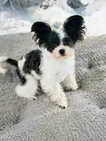 Mini  - Tcup (house trained), a female Papillon for sale in Sebring, FL – 2 of 7