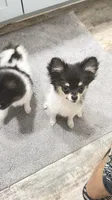  Tcup-Gladly (trained), a female Papillon and Pomeranian for sale in Sebring, FL – 3 of 3