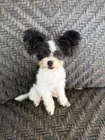 Mini  - Tcup - trained, a female Papillon for sale in Sebring, FL – 2 of 5