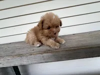 Tcup Bianco, a male Maltipoo and Pomeranian for sale in Sebring, FL – Photo 1 of 7