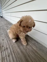 Tcup Bianco, a male Maltipoo and Pomeranian for sale in Sebring, FL – Photo 7 of 7