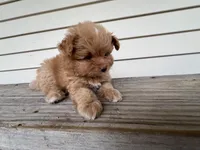 Tcup Bianco, a male Maltipoo and Pomeranian for sale in Sebring, FL – Photo 3 of 7