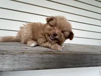 Tcup Bianco, a male Maltipoo and Pomeranian for sale in Sebring, FL – Photo 2 of 7