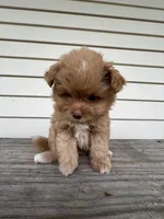 Tcup Bianco, a male Maltipoo and Pomeranian for sale in Sebring, FL – Photo 5 of 7