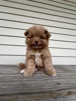 Tcup Bianco, a male Maltipoo and Pomeranian for sale in Sebring, FL – Photo 4 of 7