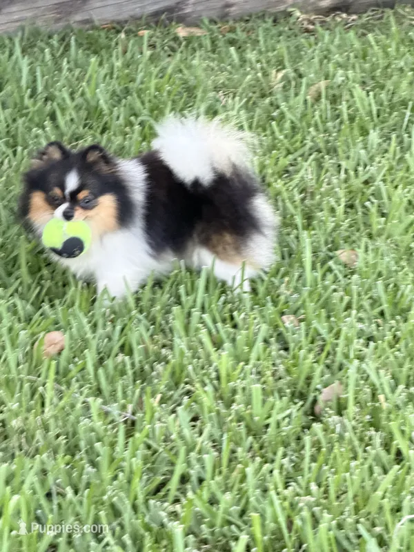 Dolly  Trained  – Pomeranian puppy for sale in Sebring, FL