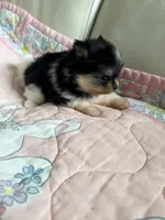 Ari, a female Pomeranian for sale in Sebring, FL – 6 of 7