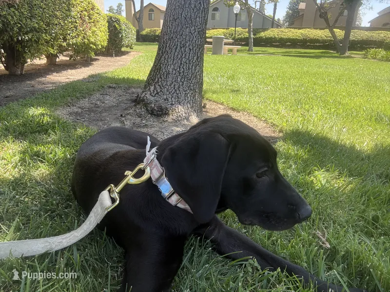 Monroe  – Labrador Retriever puppy for sale in Chino Hills, CA
