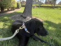 Monroe , a female Labrador Retriever for sale in Chino Hills, CA – 1 of 2
