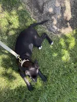 Monroe , a female Labrador Retriever for sale in Chino Hills, CA – 2 of 2