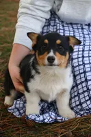 Leo, a male Pembroke Welsh Corgi for sale in Tri-Cities, WA – Photo 2 of 5