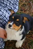 Leo, a male Pembroke Welsh Corgi for sale in Tri-Cities, WA – Photo 5 of 5