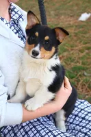 Leo, a male Pembroke Welsh Corgi for sale in Tri-Cities, WA – Photo 1 of 5