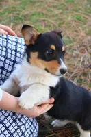 Leo, a male Pembroke Welsh Corgi for sale in Tri-Cities, WA – Photo 3 of 5