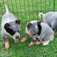 processed/636c3243-8948-46da-b3b7-5d28bd2ab095/facility/444c63b7-d92d-450e-a53c-bbdf1b68170c