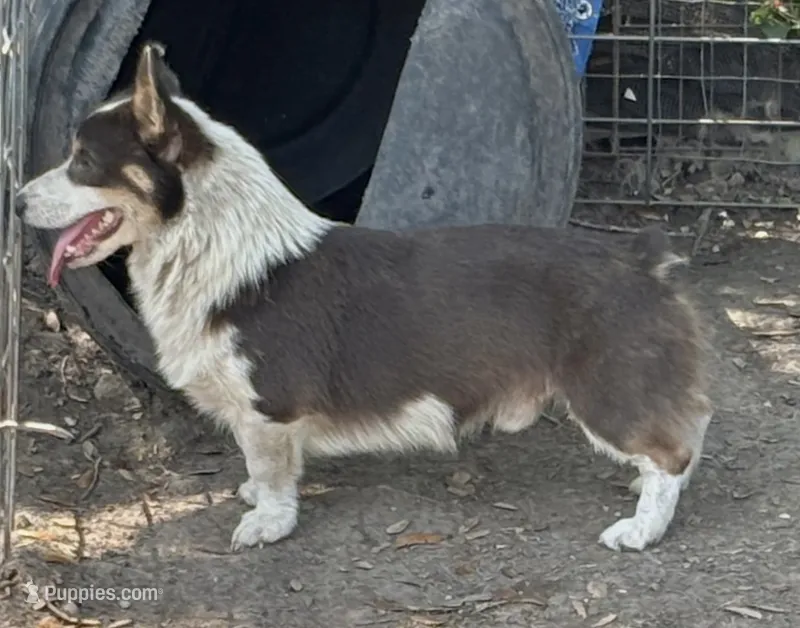 Kegan AKC Bluie – Pembroke Welsh Corgi puppy for sale in Austin, TX