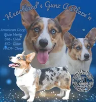 Gunner Tripple clear Stud , a male Pembroke Welsh Corgi for sale in Austin, TX – 1 of 2