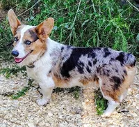 Gunner Tripple clear Stud , a male Pembroke Welsh Corgi for sale in Austin, TX – 2 of 2