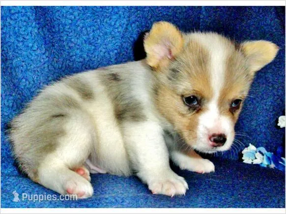 Clide  – Pembroke Welsh Corgi puppy for sale in Austin, TX