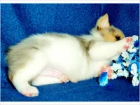 Clide , a female Pembroke Welsh Corgi for sale in Austin, TX – Photo 2 of 2