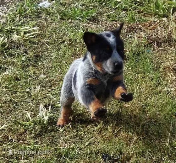 AKC Cinch – Australian Cattle Dog puppy for sale in Austin, TX
