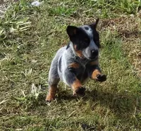 AKC Cinch, a female Australian Cattle Dog for sale in Austin, TX – Photo 1 of 2