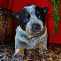AKC Cinch, a female Australian Cattle Dog for sale in Austin, TX – Photo 2 of 2