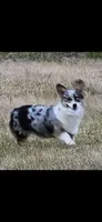 Jade Bred, a female Pembroke Welsh Corgi for sale in Austin, TX – 2 of 2