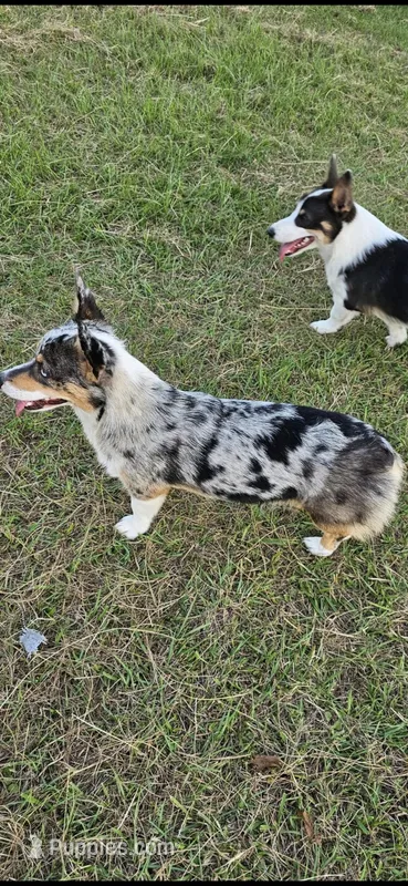 Jade Bred – Pembroke Welsh Corgi puppy for sale in Austin, TX