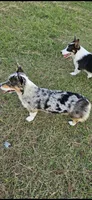 Jade Bred, a female Pembroke Welsh Corgi for sale in Austin, TX – 1 of 2
