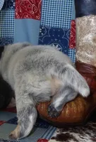 AKC Dutton, a male Australian Cattle Dog for sale in Austin, TX – Photo 2 of 2