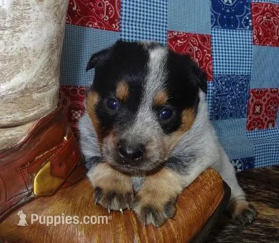 AKC Dutton – Australian Cattle Dog puppy for sale in Austin, TX