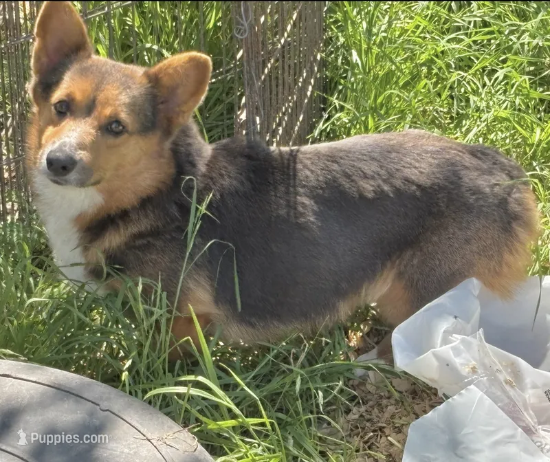 Foxy AKC Bluie Bred – Pembroke Welsh Corgi puppy for sale in Austin, TX