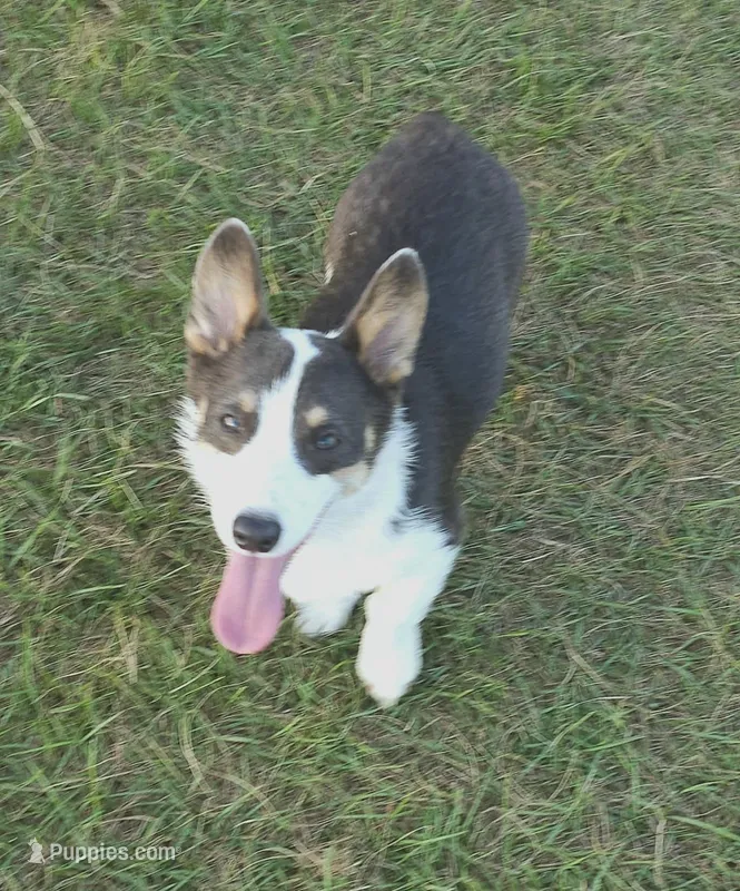 Kegan AKC Bluie – Pembroke Welsh Corgi puppy for sale in Austin, TX