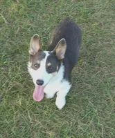 Kegan AKC Bluie, a male Pembroke Welsh Corgi for sale in Austin, TX – 1 of 2