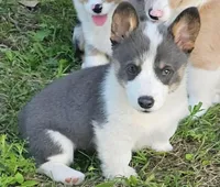 Kegan AKC Bluie, a male Pembroke Welsh Corgi for sale in Austin, TX – 2 of 2