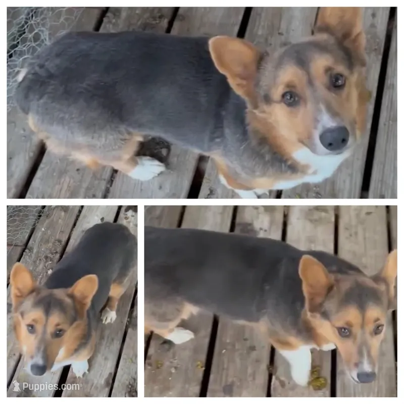 Foxy AKC Bluie – Cardigan Welsh Corgi puppy for sale in Austin, TX