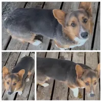 Foxy AKC Bluie Bred, a female Pembroke Welsh Corgi for sale in Austin, TX – 1 of 1