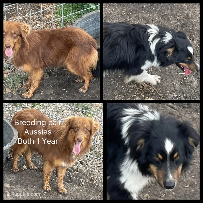 Bred Sammy  – Australian Shepherd puppy for sale in Austin, TX