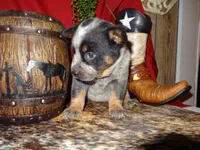AKC Sig, a male Australian Cattle Dog for sale in Austin, TX – Photo 2 of 3