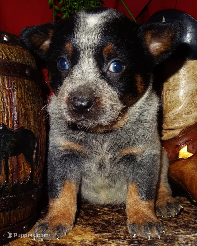 AKC Sig – Australian Cattle Dog puppy for sale in Austin, TX