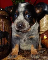 AKC Sig, a male Australian Cattle Dog for sale in Austin, TX – Photo 1 of 3