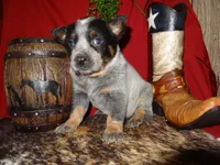 AKC Sig, a male Australian Cattle Dog for sale in Austin, TX – Photo 3 of 3