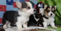 AKC Bonnie, a female Pembroke Welsh Corgi for sale in Austin, TX – Photo 3 of 3