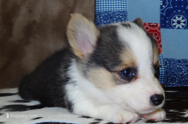 AKC Bonnie – Pembroke Welsh Corgi puppy for sale in Austin, TX
