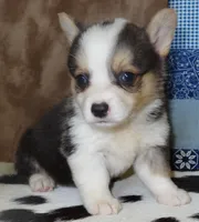AKC Bonnie, a female Pembroke Welsh Corgi for sale in Austin, TX – Photo 2 of 3